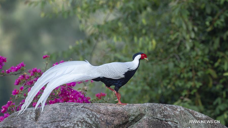 CHINA-FUJIAN-SILVER PHEASANT (CN)