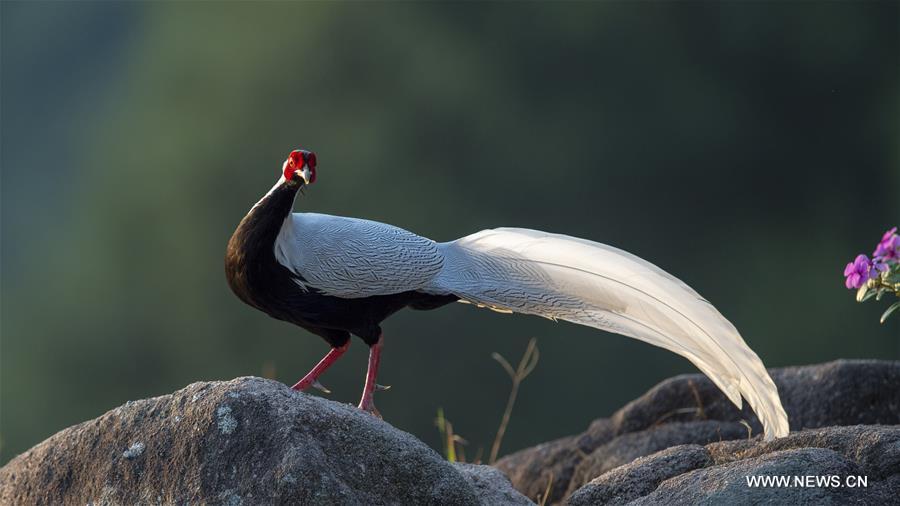 CHINA-FUJIAN-SILVER PHEASANT (CN)