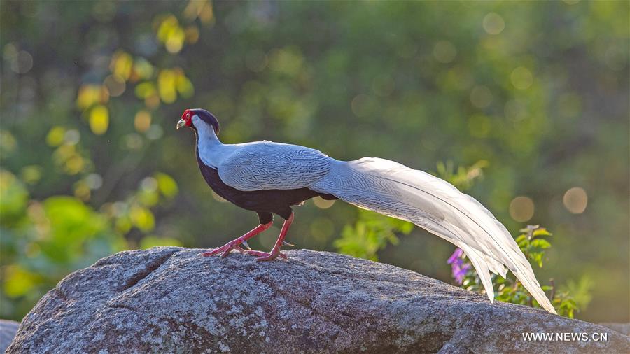 CHINA-FUJIAN-SILVER PHEASANT (CN)