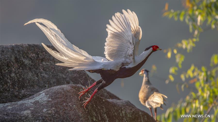 CHINA-FUJIAN-SILVER PHEASANT (CN)