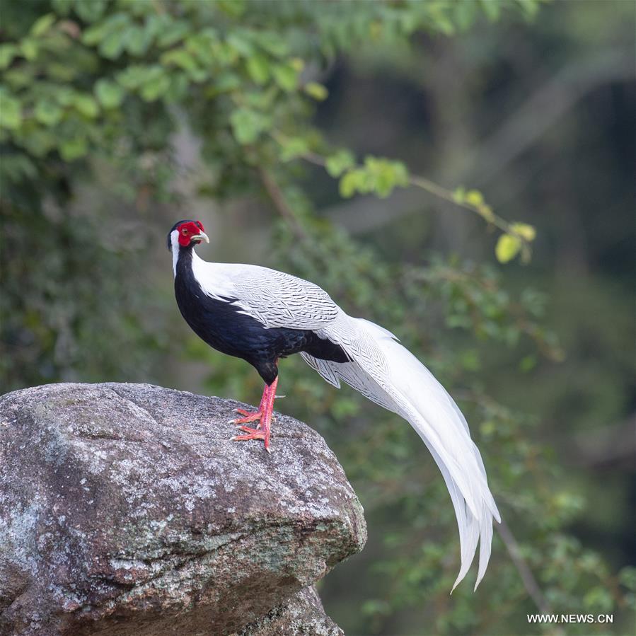 CHINA-FUJIAN-SILVER PHEASANT (CN)