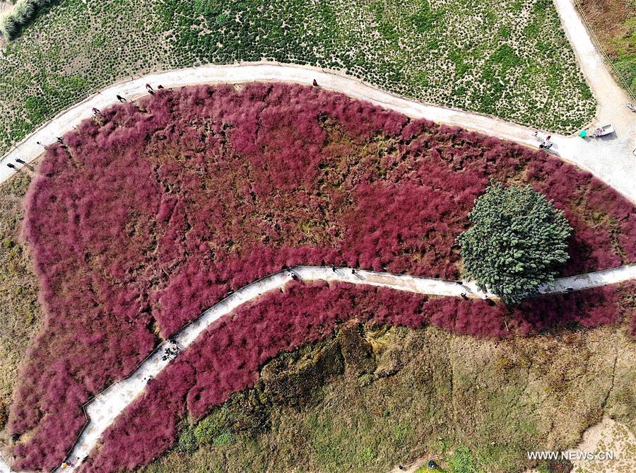 CHINA-HENAN-ZHENGZHOU-PINK GRASS-TOURISM (CN)