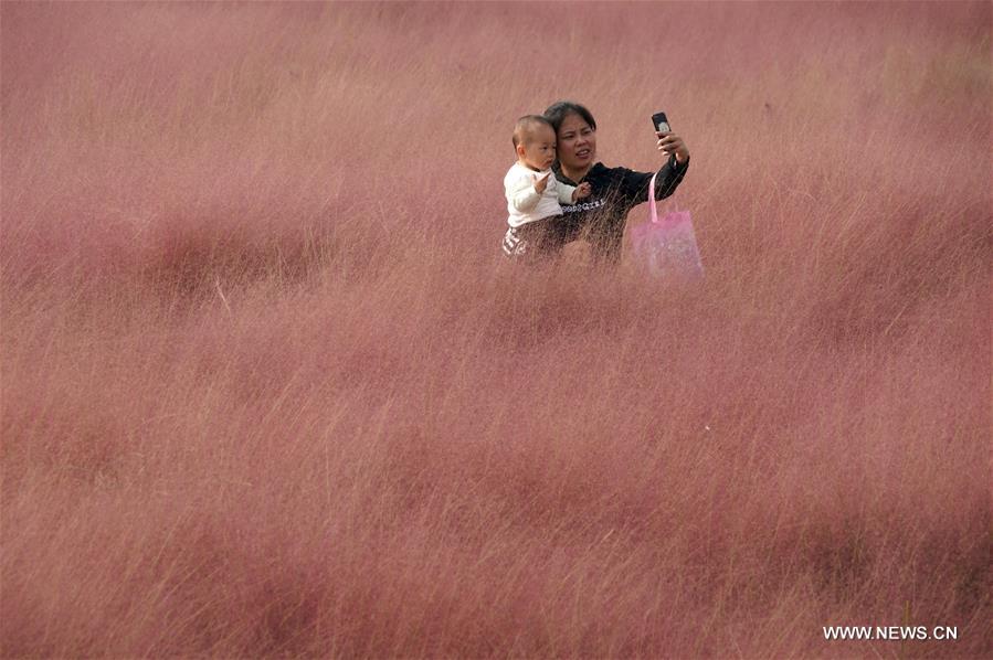 CHINA-HENAN-ZHENGZHOU-PINK GRASS-TOURISM (CN)