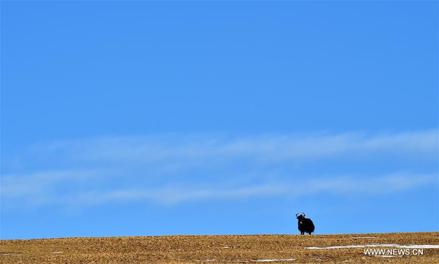 CHINA-TIBET-SHUANGHU COUNTY-ECOLOGY-WILDLIFE (CN)