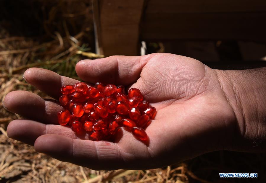 AFGHANISTAN-KANDAHAR-POMEGRANATE-AGRICULTURE