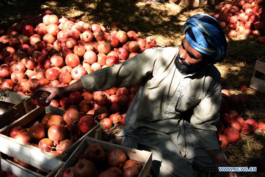 AFGHANISTAN-KANDAHAR-POMEGRANATE-AGRICULTURE