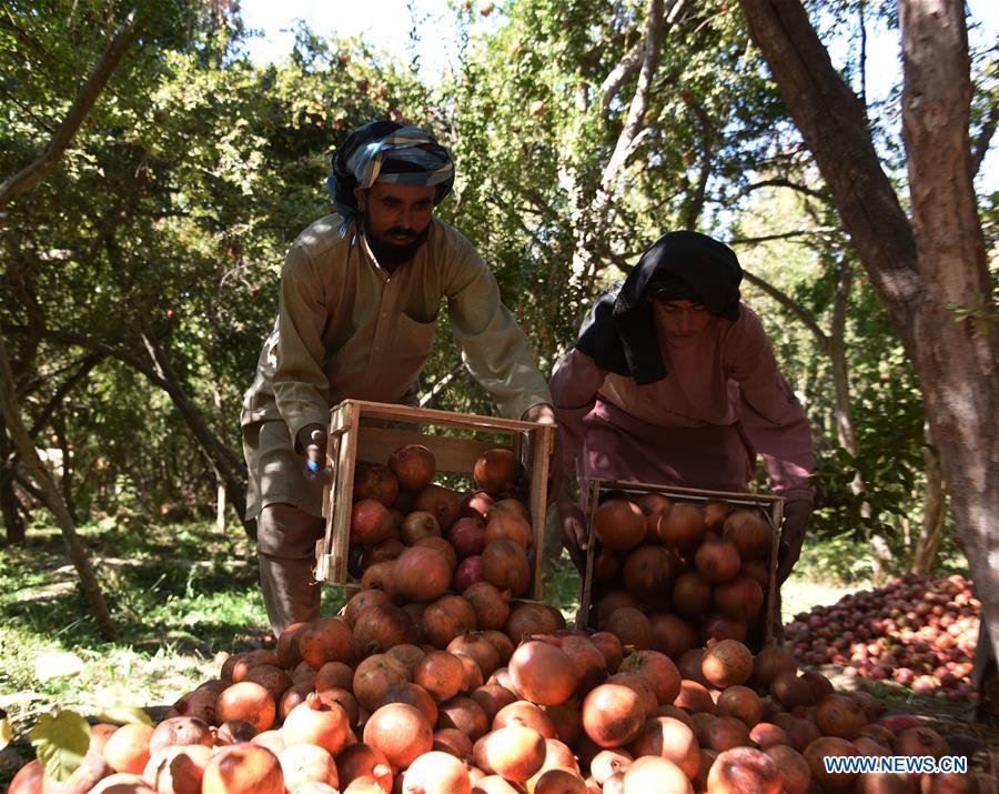 AFGHANISTAN-KANDAHAR-POMEGRANATE-AGRICULTURE