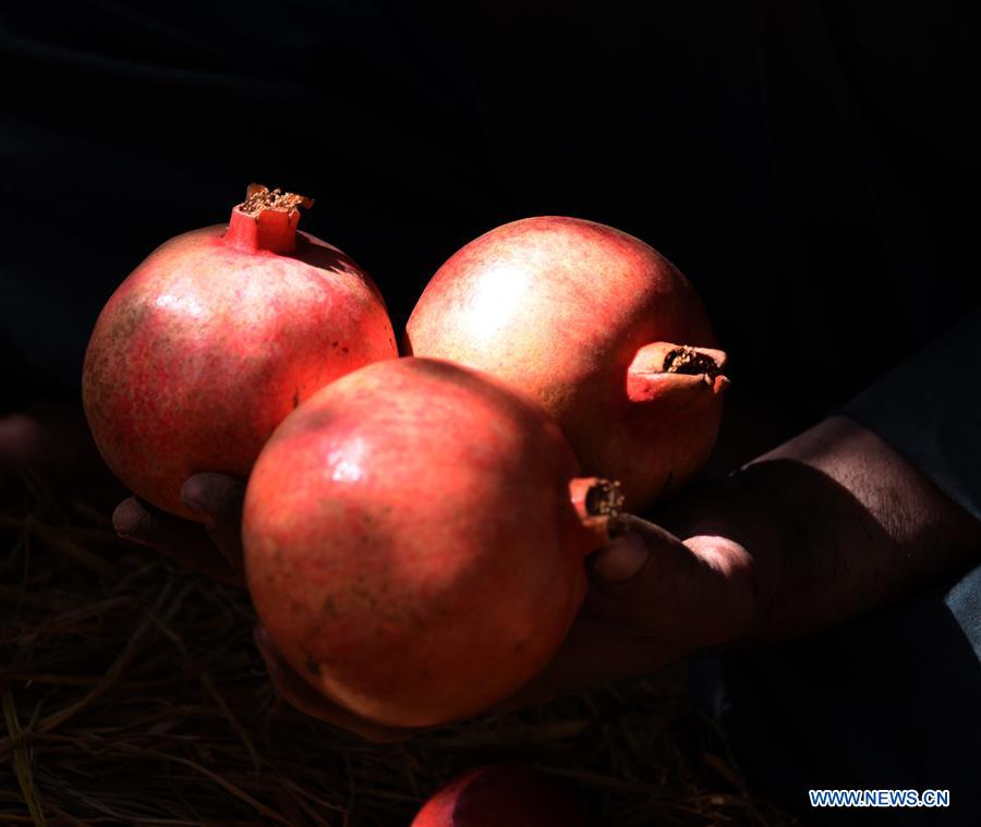 AFGHANISTAN-KANDAHAR-POMEGRANATE-AGRICULTURE