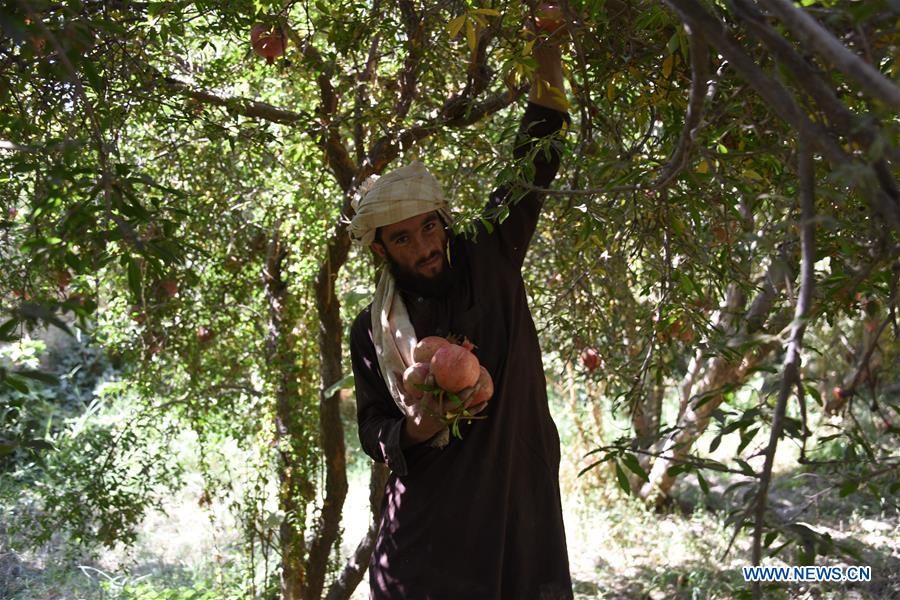 AFGHANISTAN-KANDAHAR-POMEGRANATE-AGRICULTURE