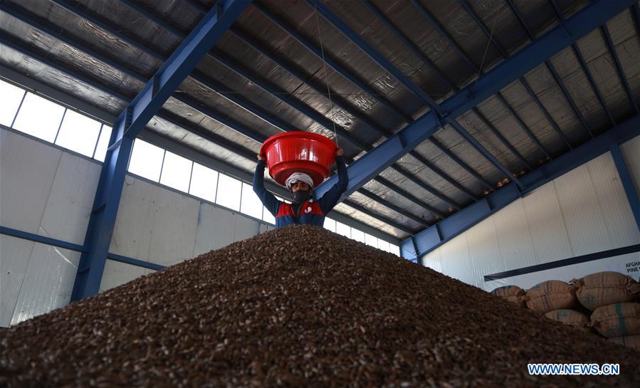 AFGHANISTAN-KABUL-PINE NUT-FACTORY