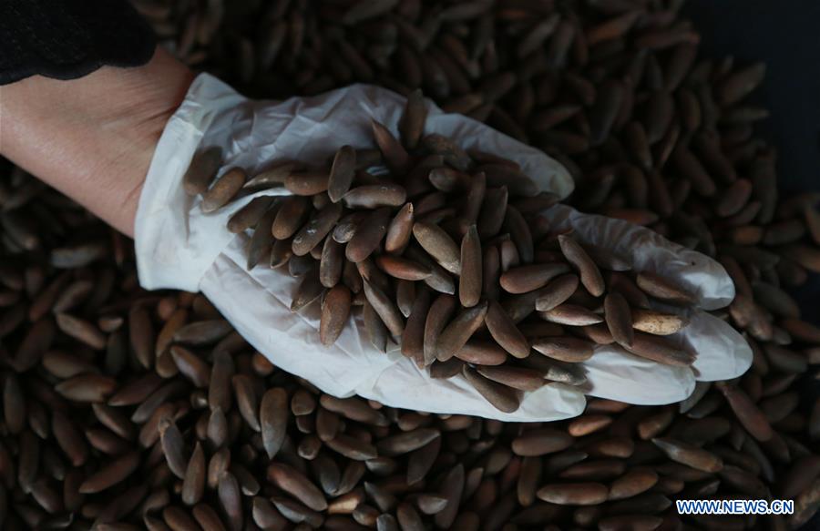 AFGHANISTAN-KABUL-PINE NUT-FACTORY