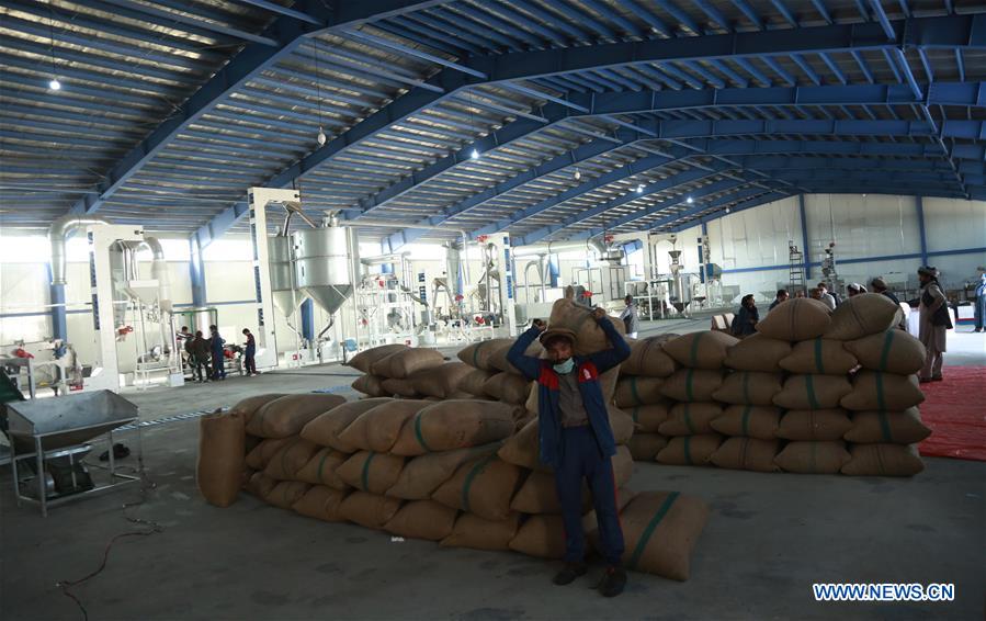 AFGHANISTAN-KABUL-PINE NUT-FACTORY