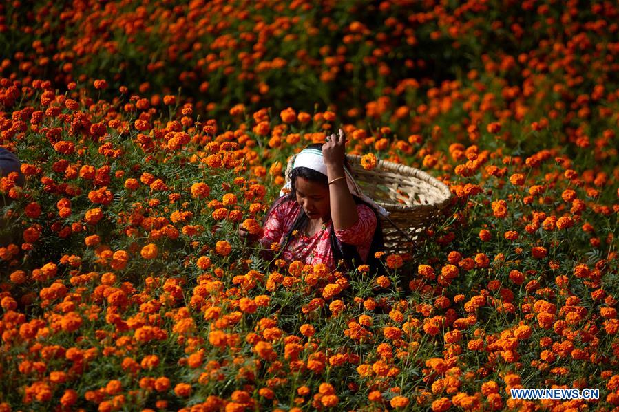 NEPAL-KATHMANDU-TIHAR FESTIVAL-FLOWERS