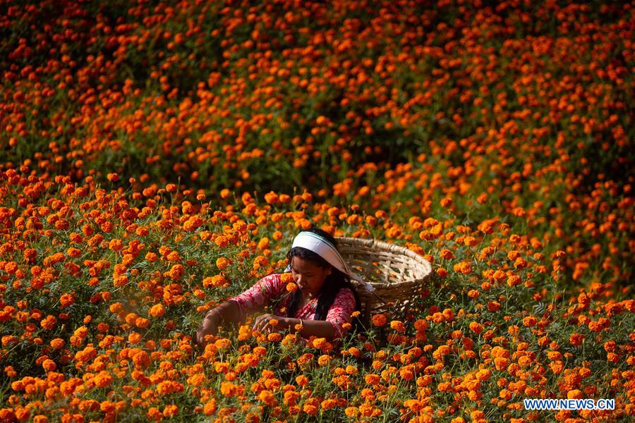 NEPAL-KATHMANDU-TIHAR FESTIVAL-FLOWERS