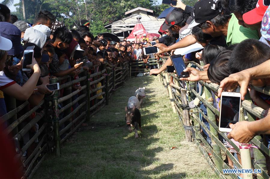 INDONESIA-NORTH SUMATRA-PIG RACE