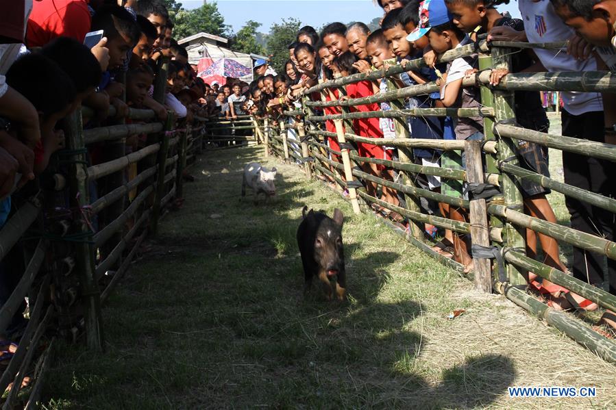 INDONESIA-NORTH SUMATRA-PIG RACE