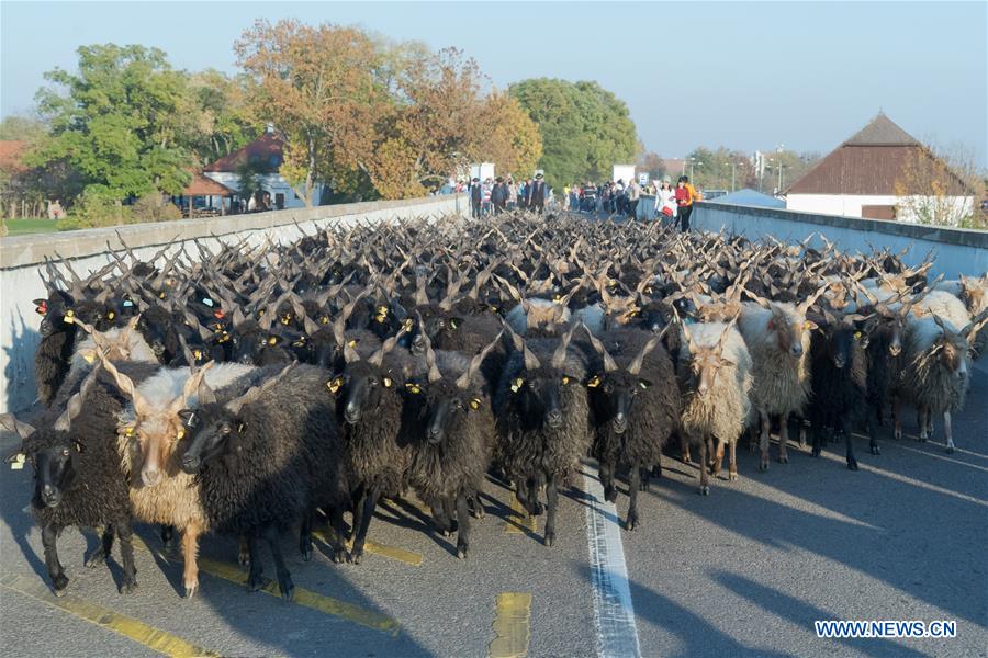 HUNGARY-HORTOBAGY-GRAZING SEASON ENDS