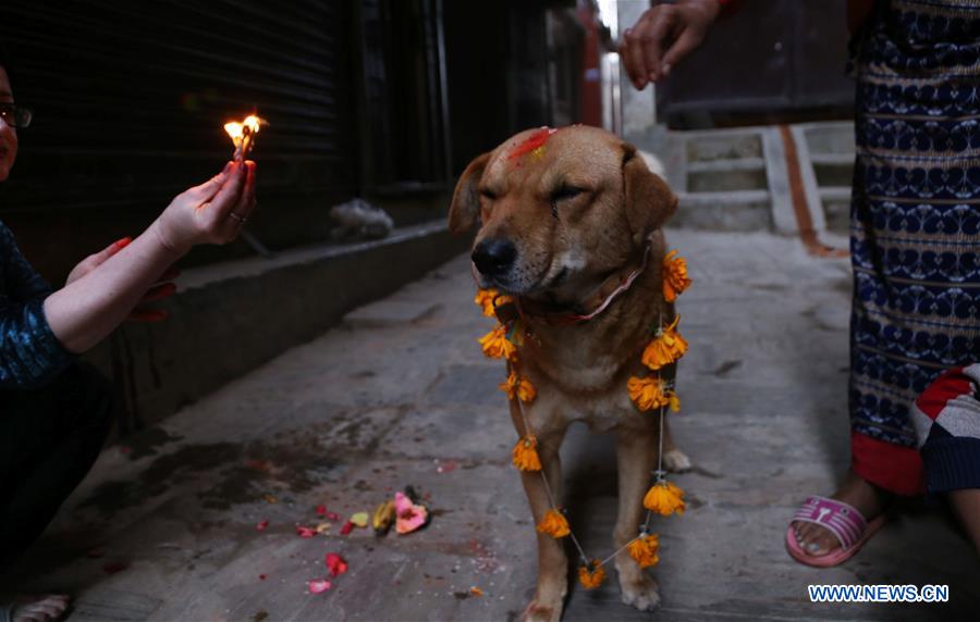NEPAL-KATHMANDU-TIHAR FESTIVAL-WORSHIPPING-DOG 