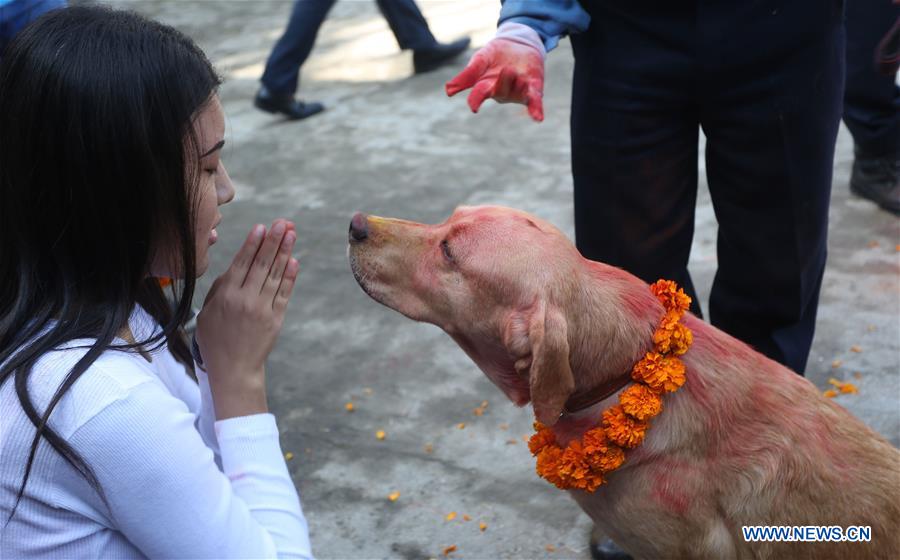 NEPAL-KATHMANDU-TIHAR FESTIVAL-WORSHIPPING-DOG 