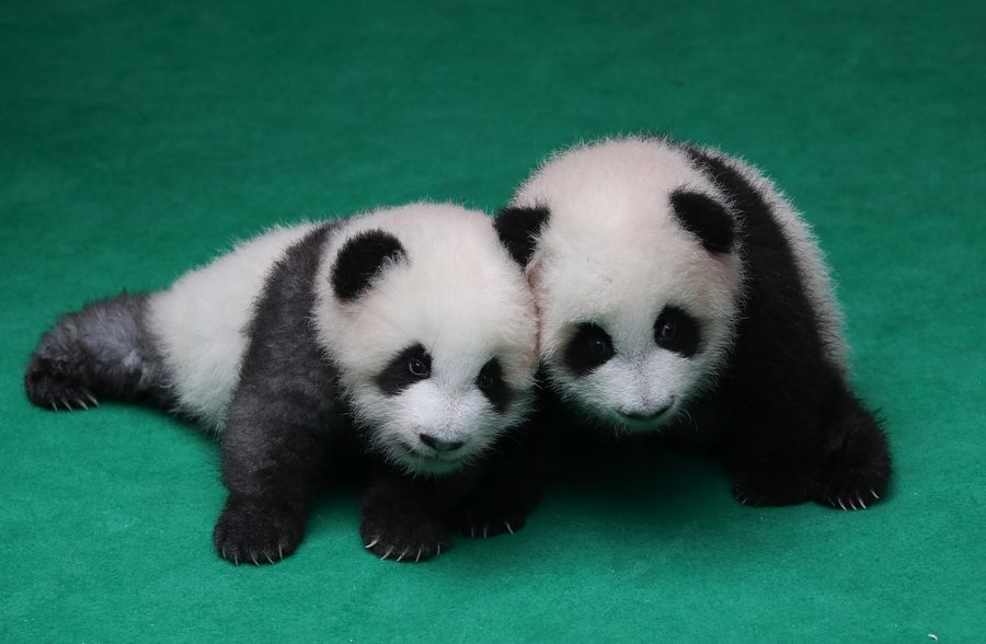 WWF launches giant panda friends club in southwest China - Xinhua |  