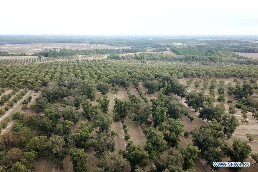 U.S.-GEORGIA-PECAN