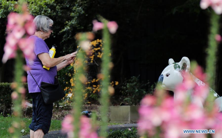 AUSTRALIA-SYDNEY-KOALAS SCULPTURE-EXHIBITION