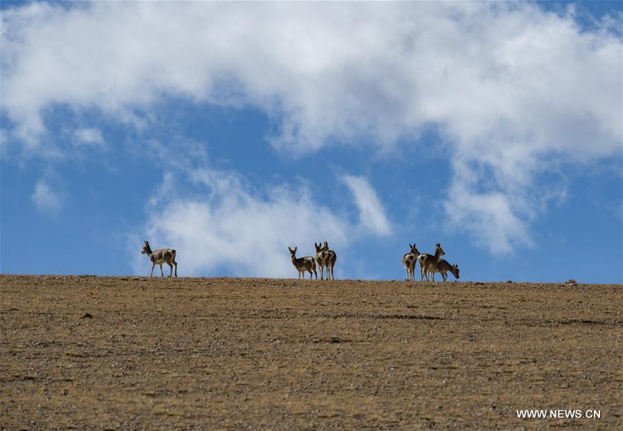 CHINA-TIBET-BAIKU CO-SCENERY (CN)