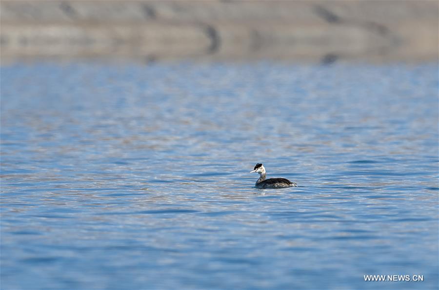 CHINA-TIBET-BAIKU CO-SCENERY (CN)