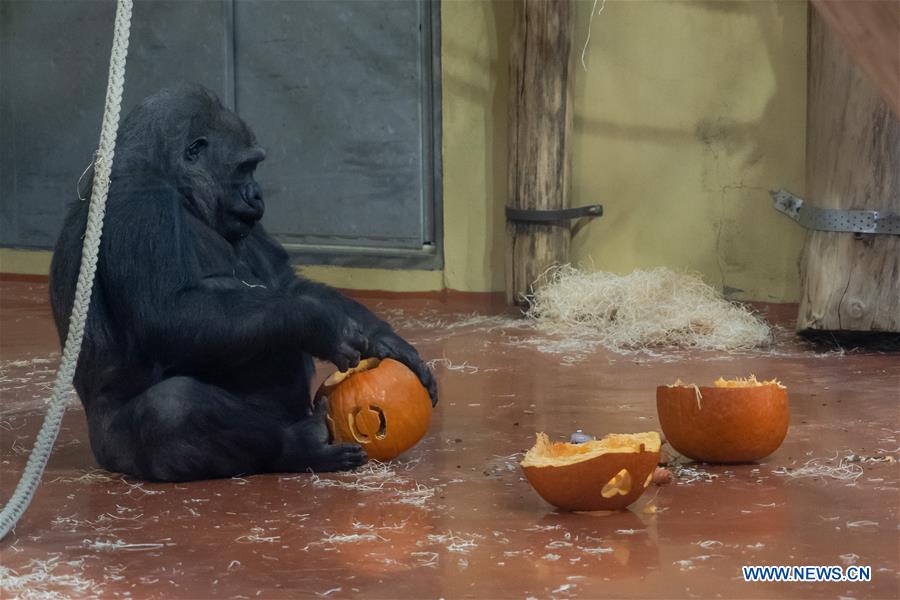HUNGARY-BUDAPEST-ZOO-HALLOWEEN