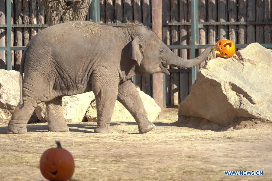 HUNGARY-BUDAPEST-ZOO-HALLOWEEN
