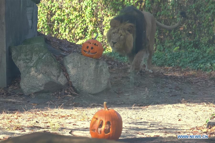 HUNGARY-BUDAPEST-ZOO-HALLOWEEN