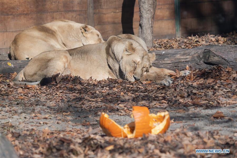 HUNGARY-BUDAPEST-ZOO-HALLOWEEN