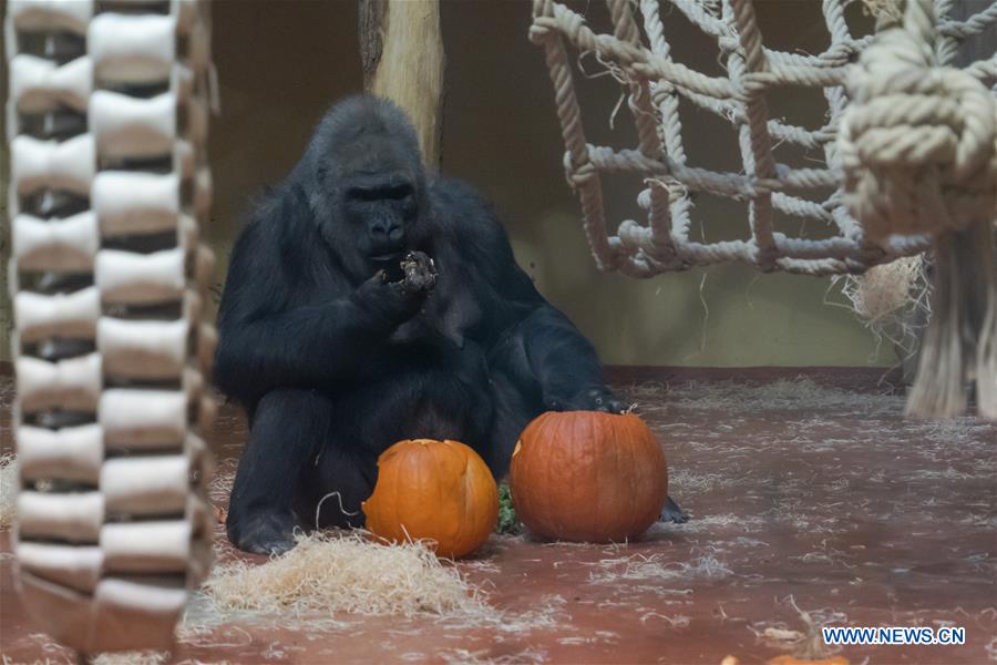 HUNGARY-BUDAPEST-ZOO-HALLOWEEN