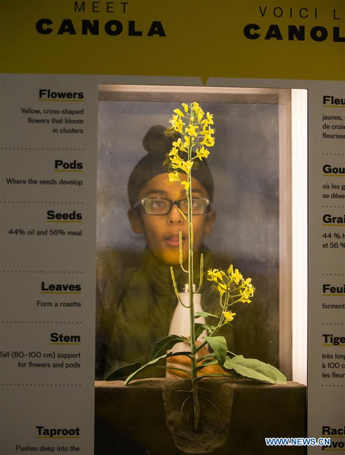 CANADA-TORONTO-ROYAL AGRICULTURAL WINTER FAIR