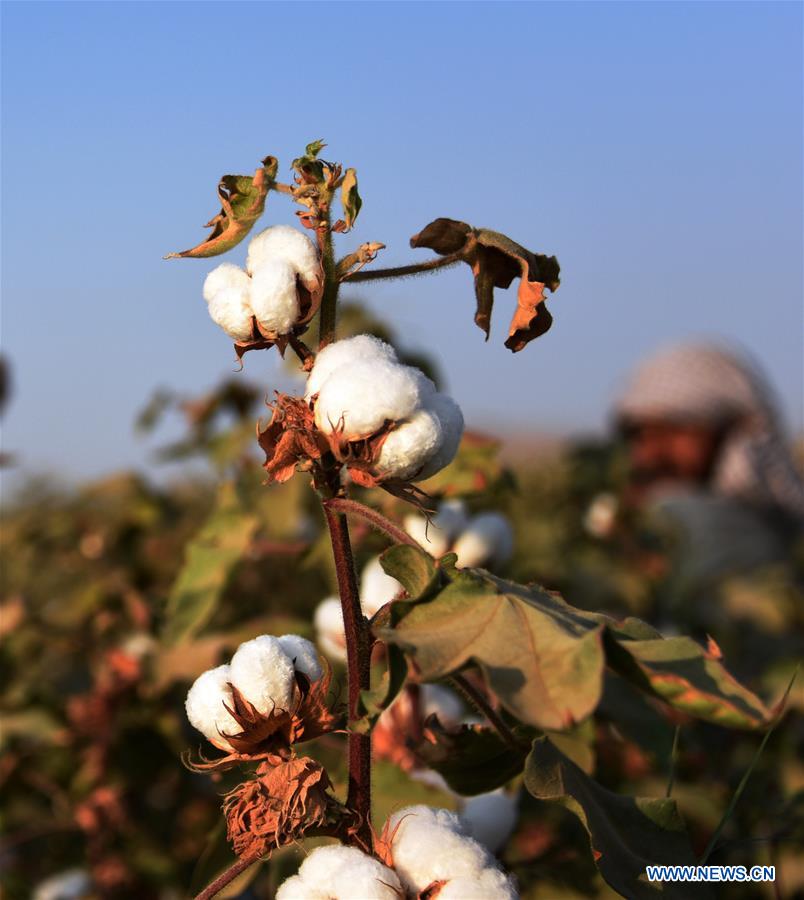 AFGHANISTAN-KANDAHAR-COTTON PLANTING
