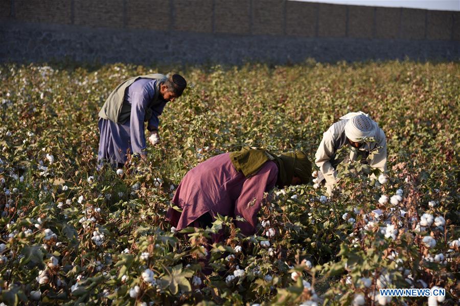 AFGHANISTAN-KANDAHAR-COTTON PLANTING