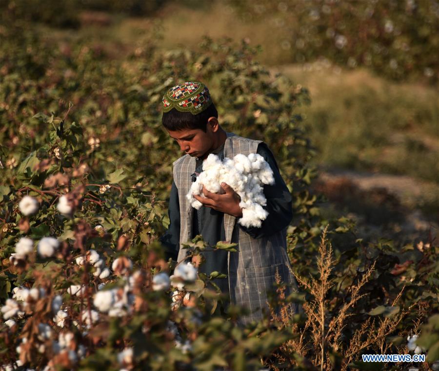 AFGHANISTAN-KANDAHAR-COTTON PLANTING