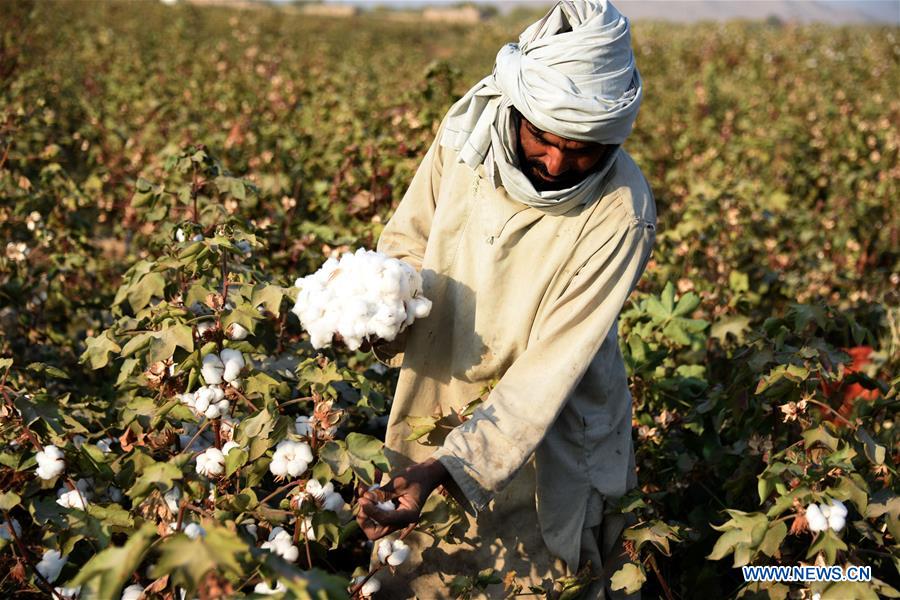 AFGHANISTAN-KANDAHAR-COTTON PLANTING