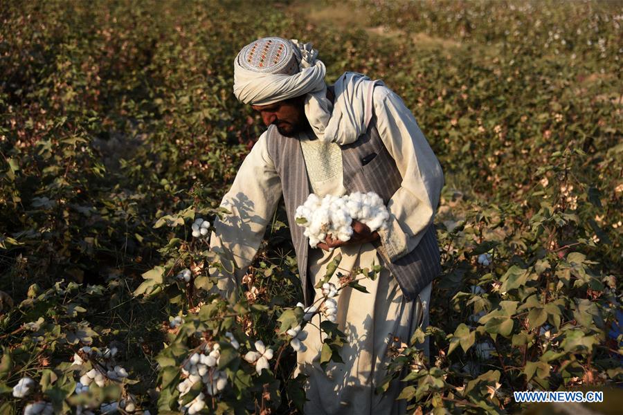 AFGHANISTAN-KANDAHAR-COTTON PLANTING