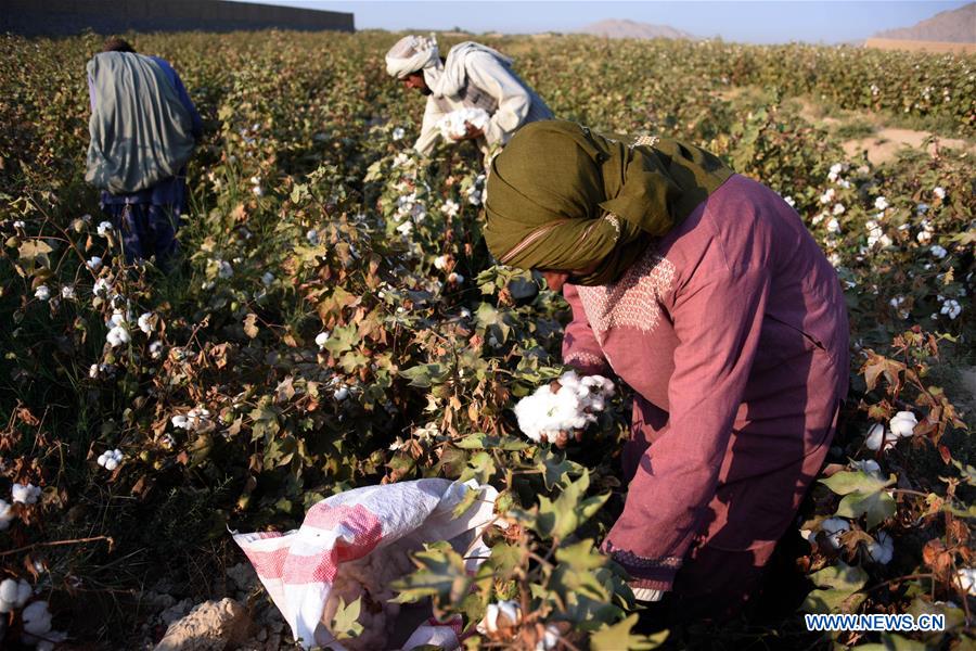 AFGHANISTAN-KANDAHAR-COTTON PLANTING
