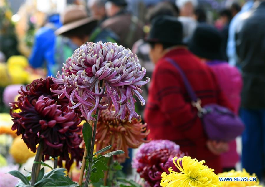 11th cultural festival of chrysanthemum held in Beijing Xinhua