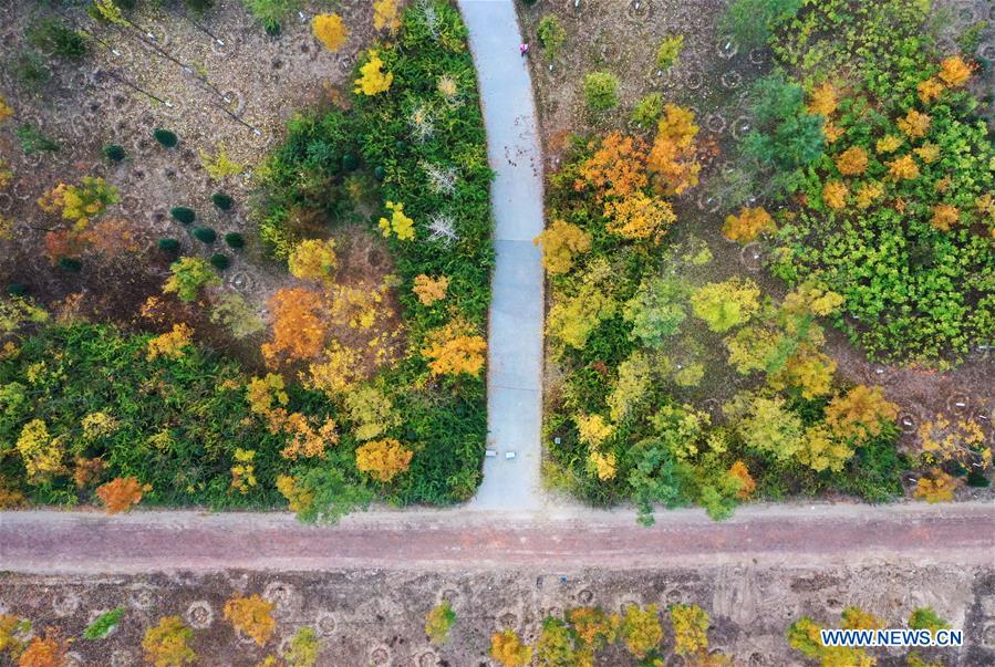 CHINA-HEBEI-XIONGAN-FOREST-AERIAL VIEW