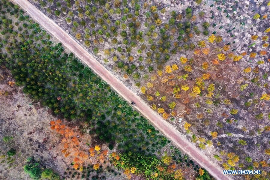 CHINA-HEBEI-XIONGAN-FOREST-AERIAL VIEW