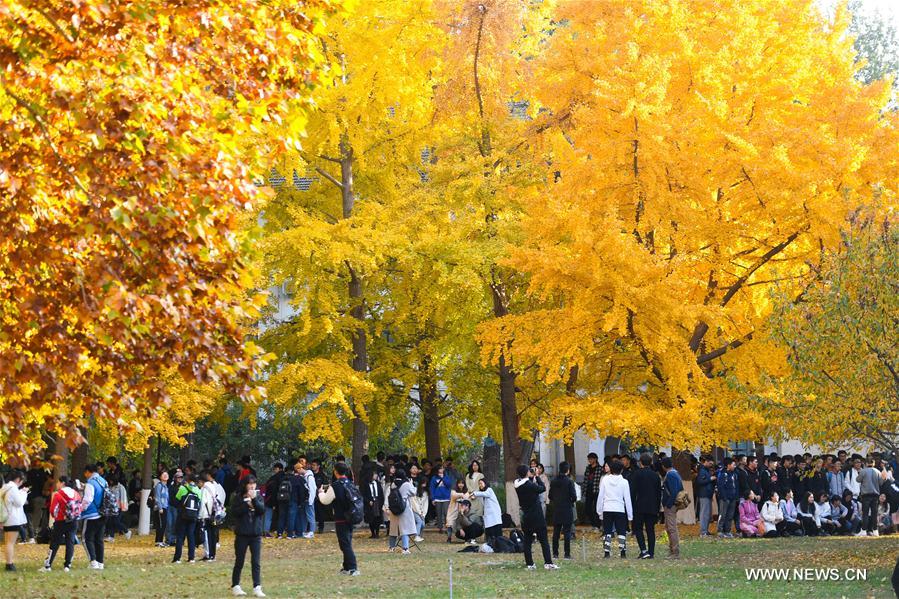 CHINA-BEIJING-UNIVERSITY OF SCIENCE AND TECHNOLOGY BEIJING-AUTUMN SCENERY (CN)