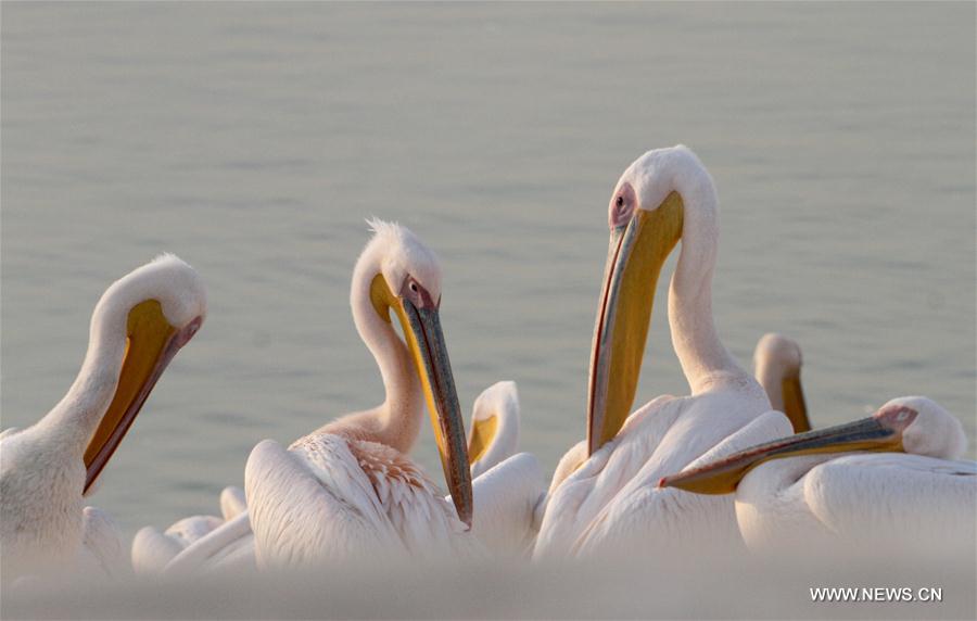 XINHUA PHOTOS OF THE DAY