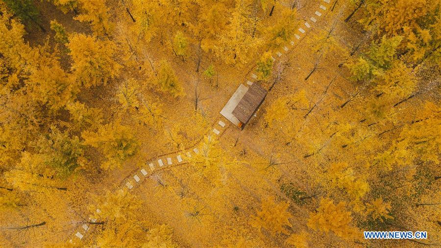 CHINA-HEBEI-HANDAN-AUTUMN SCENERY-GINKGO (CN)