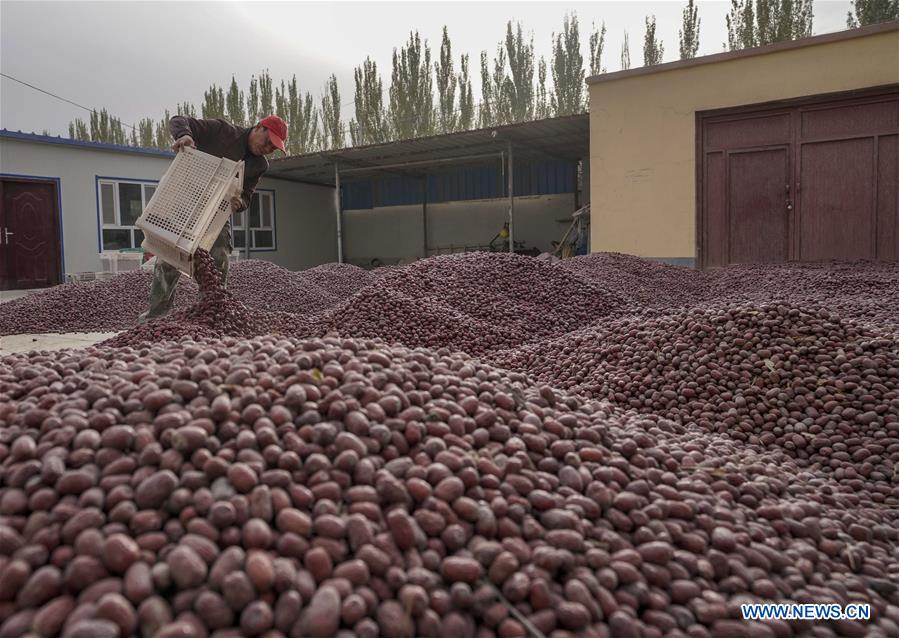 CHINA-XINJIANG-ONLINES BUSINESS-RED JUJUBE (CN)