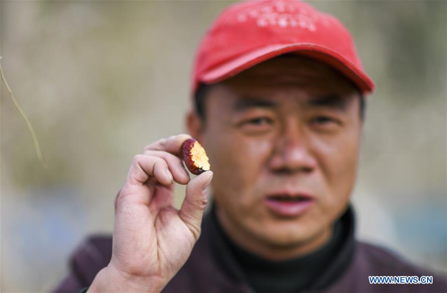 CHINA-XINJIANG-ONLINES BUSINESS-RED JUJUBE (CN)