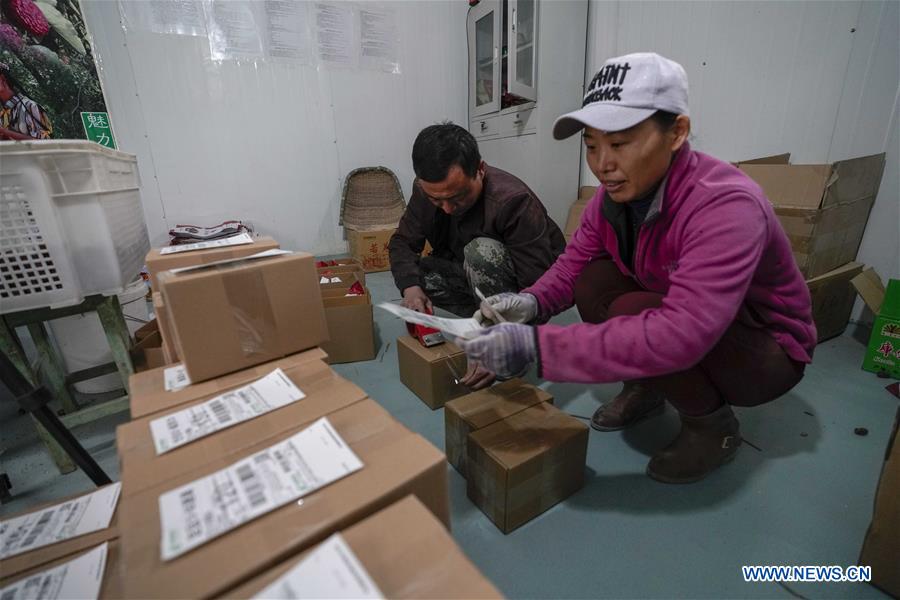 CHINA-XINJIANG-ONLINES BUSINESS-RED JUJUBE (CN)