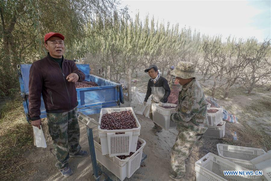 CHINA-XINJIANG-ONLINES BUSINESS-RED JUJUBE (CN)